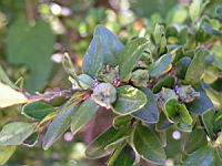 Buis, Buxus sempervirens (fam Buxacees) (Europe, Afr. du nord) (Photo F. Mrugala) (3)